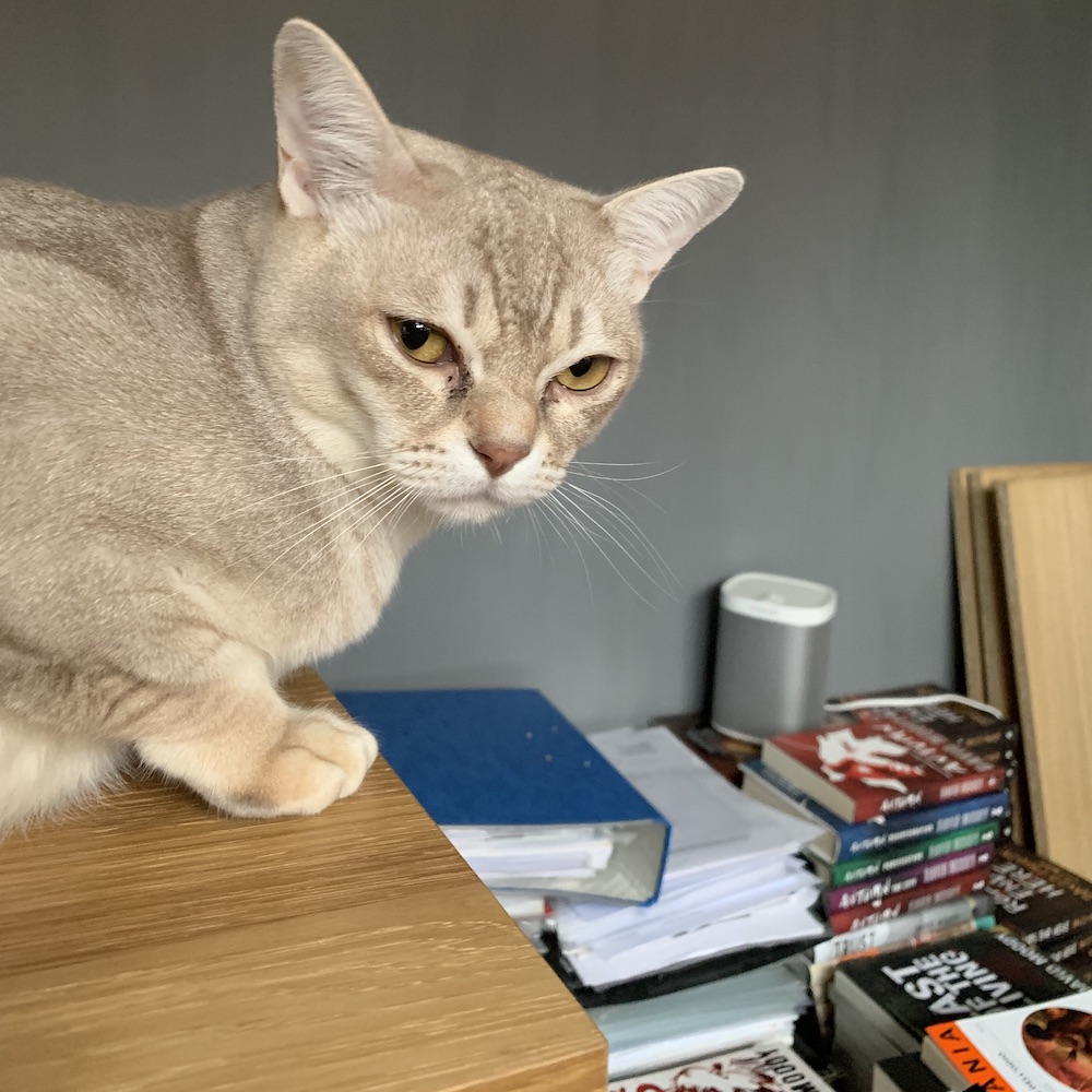 Jasper the cat surveys the damage in David Moody's office