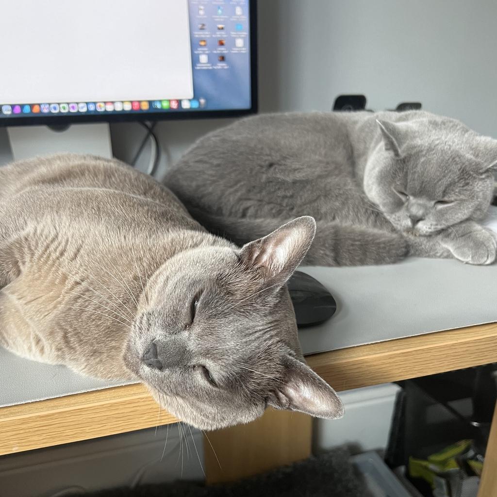 Milo and Sydney want attention